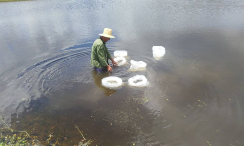 Siembra de alevines fortalece la acuicultura en Majibacoa
