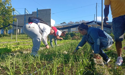 Los surcos como trincheras