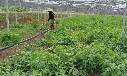 “Alianza Obrero Campesina”, cooperativa que cumple con la Anap (+fotos)