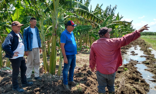 Recorrido por Manatí y Puerto Padre refleja potencialidades para la producción de alimentos