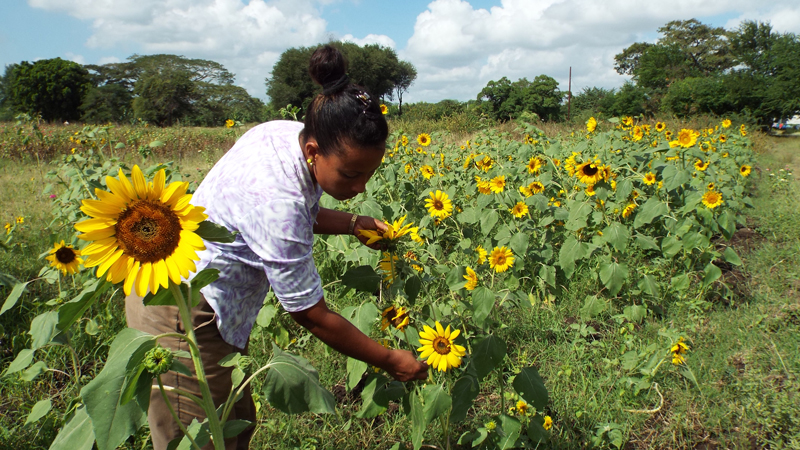 Las Tunas braces for recovering te production of delicate flowers