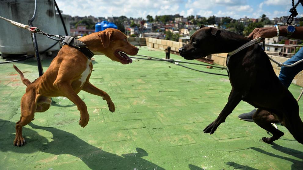 Si bien a mediados del 2021 entró en vigor el Decreto Ley de Bienestar Animal, el maltrato continúa siendo una realidad