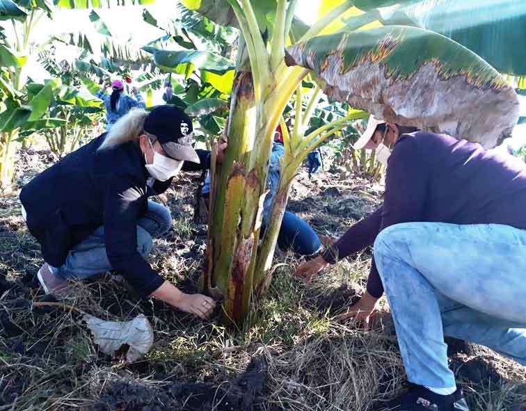 Tuneros se vuelcan en jornadas de homenaje a 1er trabajo voluntario convocado por el Chwe