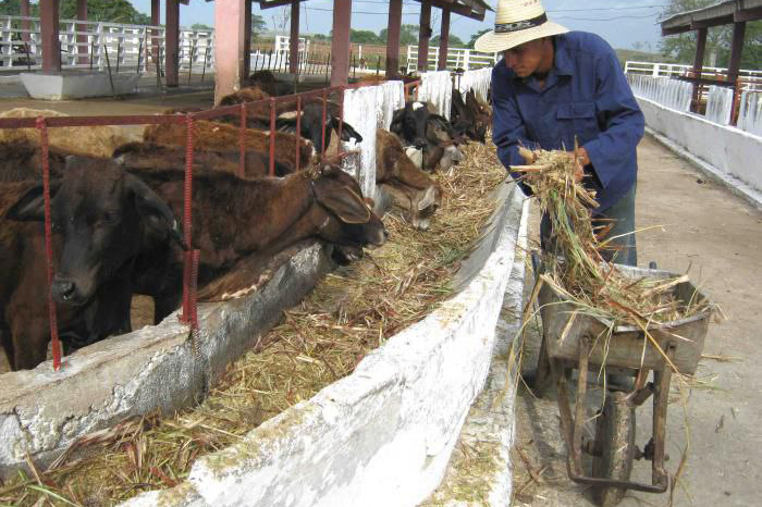 0 10 produccion agropecuaria