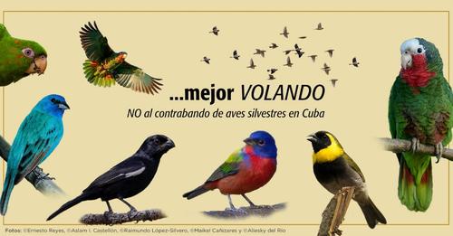 Aves tomado del FB del Ministerio de Ciencia Tecnologia y Medio Ambiente