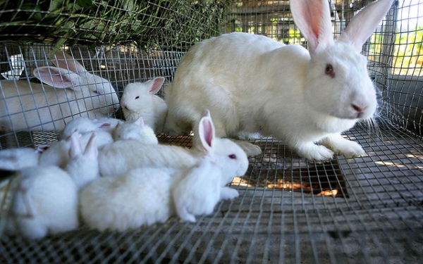 More than 50 tons of rabbit meat are expected to be obtained when the project is in full swing