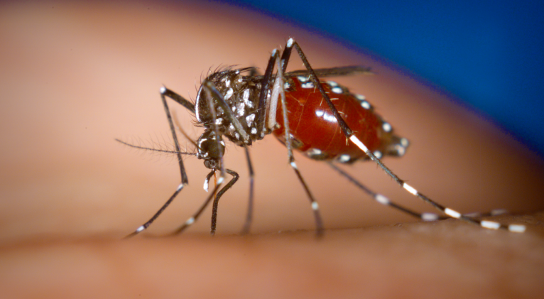 dengue