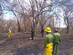 The fire that began 20 days ago, in Pinares de Mayarí, is under control