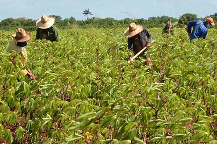 Agricultura Cuba