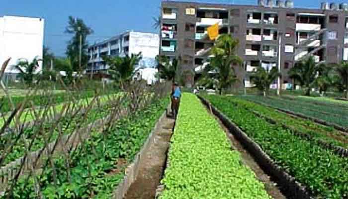 FAO delivered several inputs to contribute with the Urban, Suburban, and Family Agriculture  Program