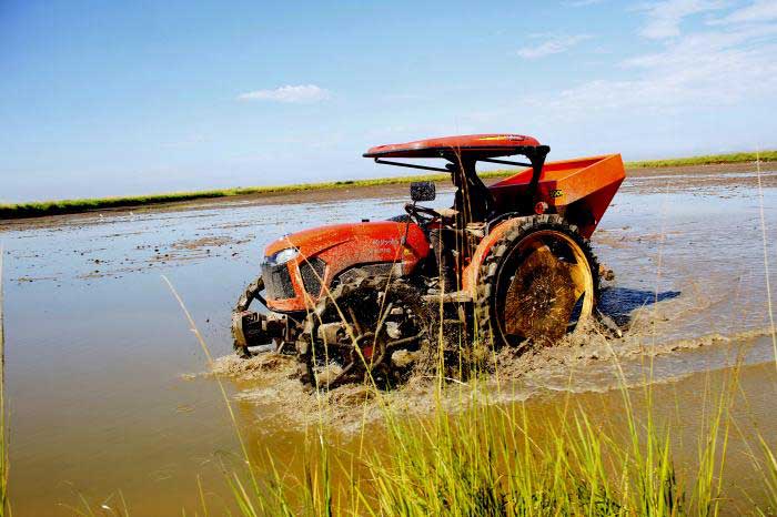 En la actual campaña de frío priorizan la siembra de cultivos básicos como el arroz. Foto: Juvenal Balán