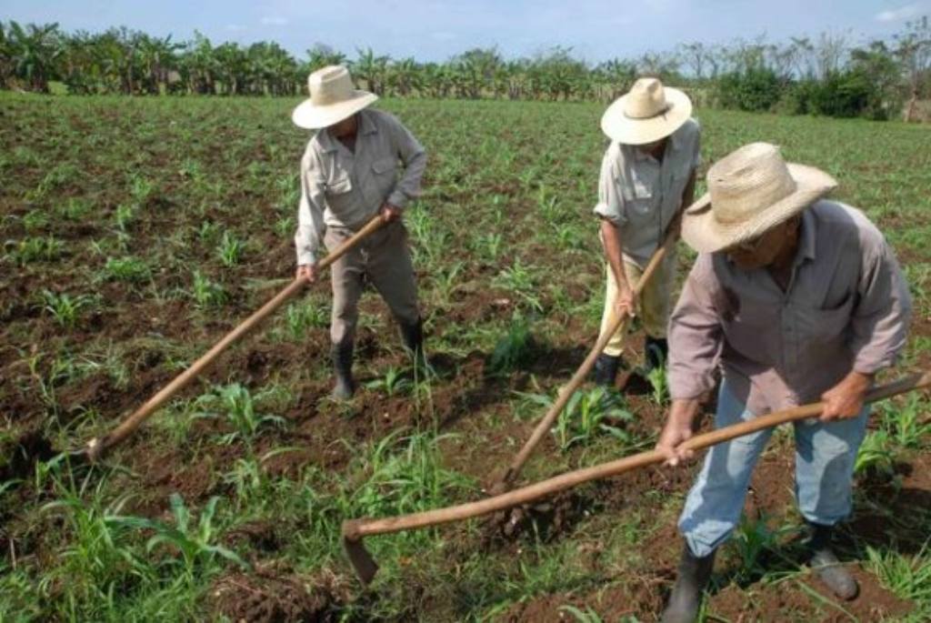 campesinos cuba 1