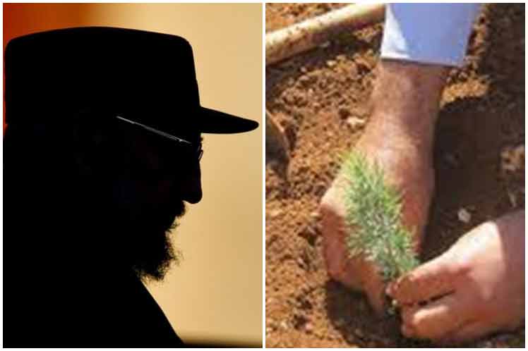 Fidel Castro cedar tree planted in Lebanon