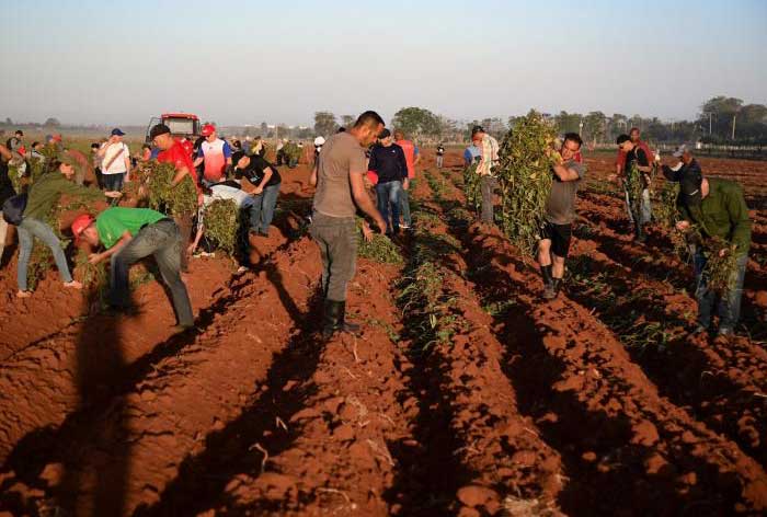 En el municipio de Bauta, provincia de Artemisa, varias generaciones de cubanos se enfrascaron en la tarea agrícola.
