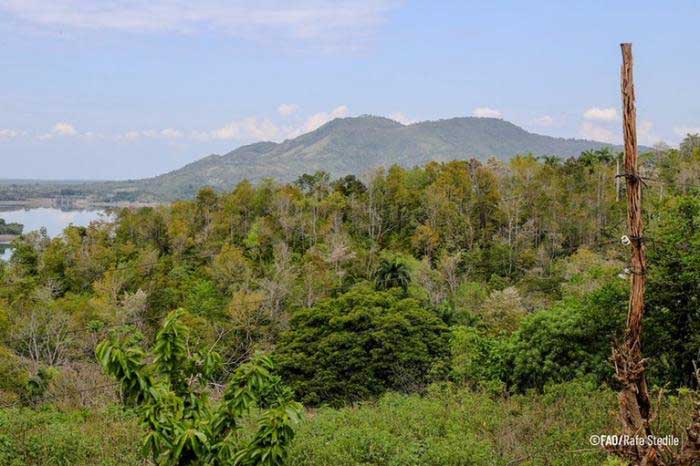 La cooperación Minag-FAO ha permitido reforzar capacidades para el monitoreo forestal en Cuba, con apoyo del Fondo Verde para el Clima