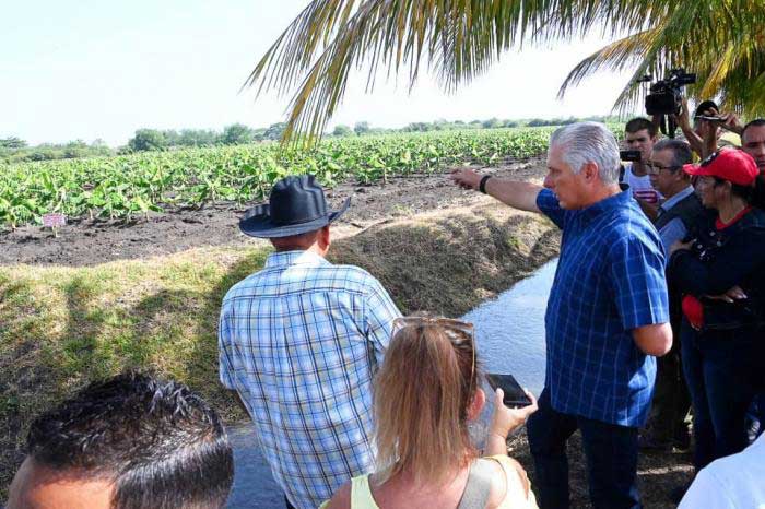 El plátano extradenso muestra, en la finca Media Luna, rendimientos de más de 40 toneladas por hectárea.