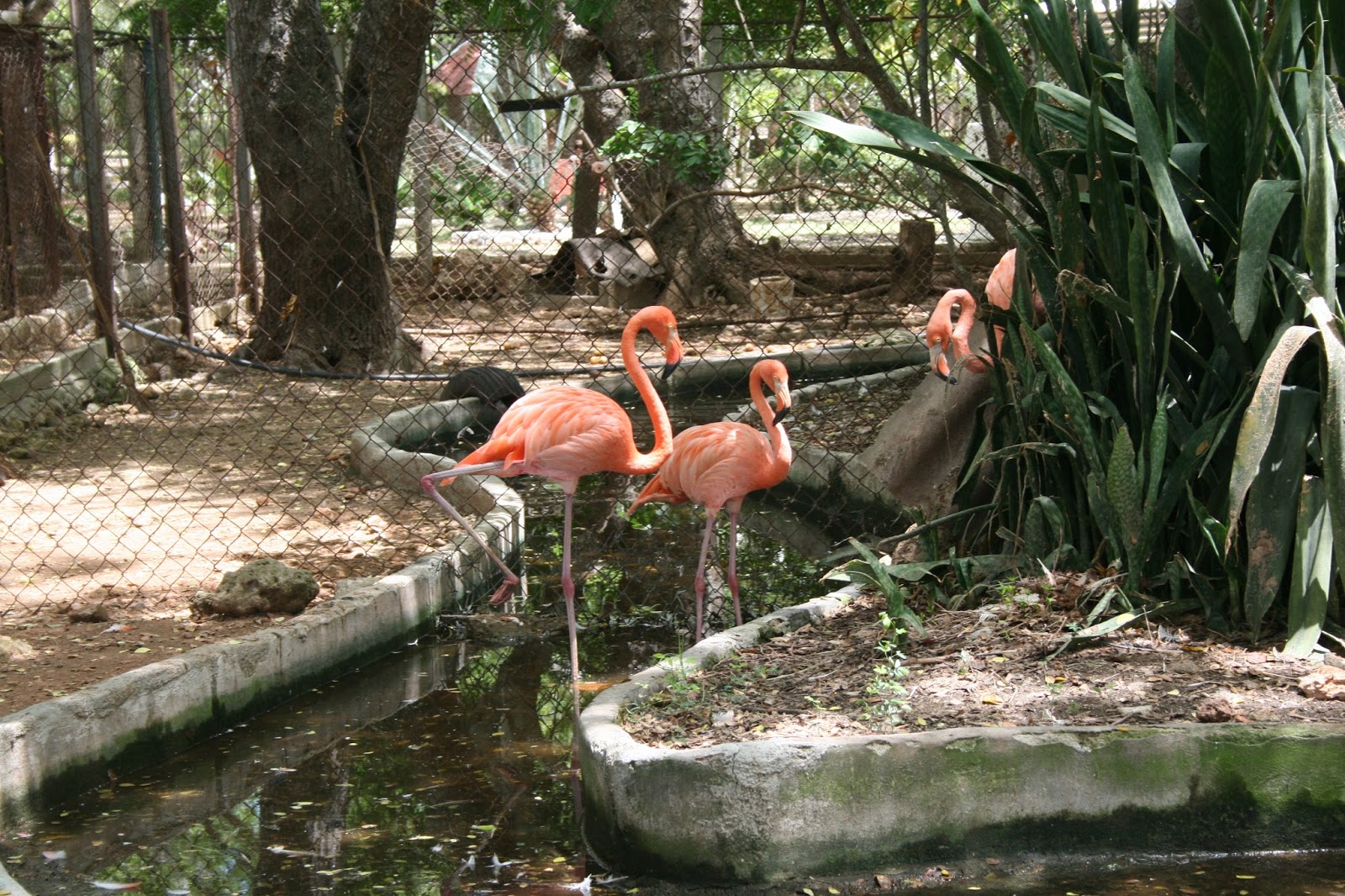 flamencos zoo puertopadre