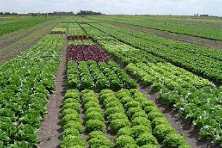 Agricultura Cuba