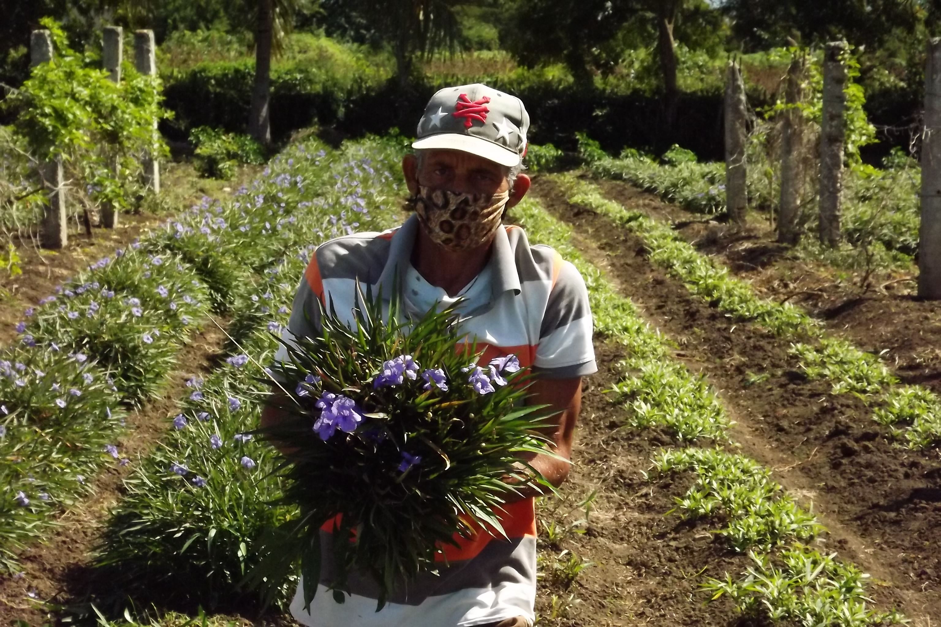Medicinal Plants Program is promoted in Las Tunas