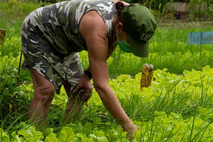 Cuba Agricultura