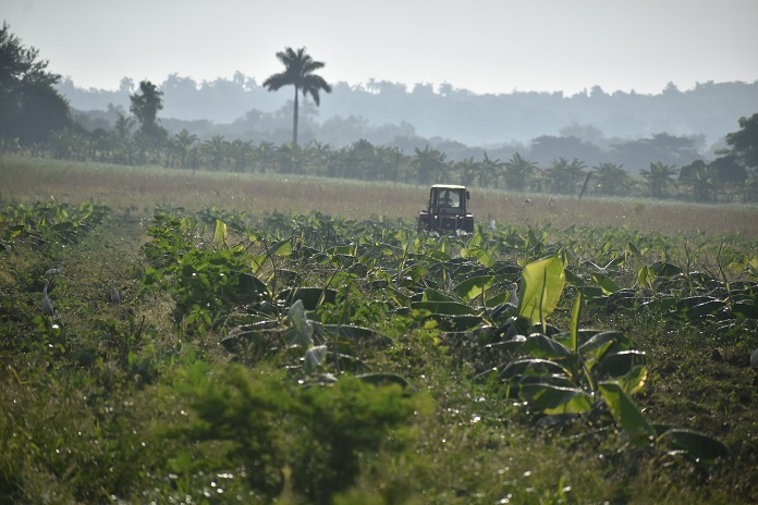 En polo melanio ortiz 2