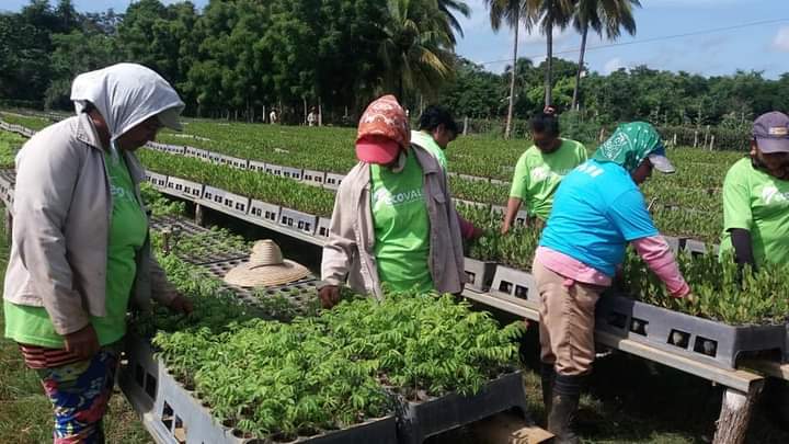 Agroforestry workers