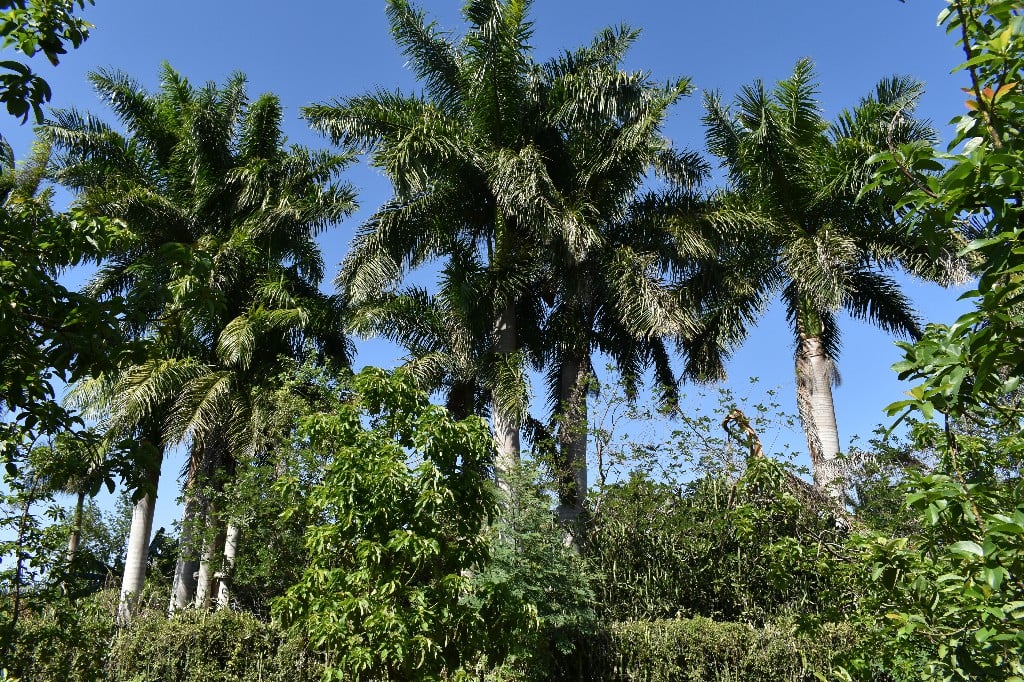 Fotos de Yaidel Rodríguez Castro 2