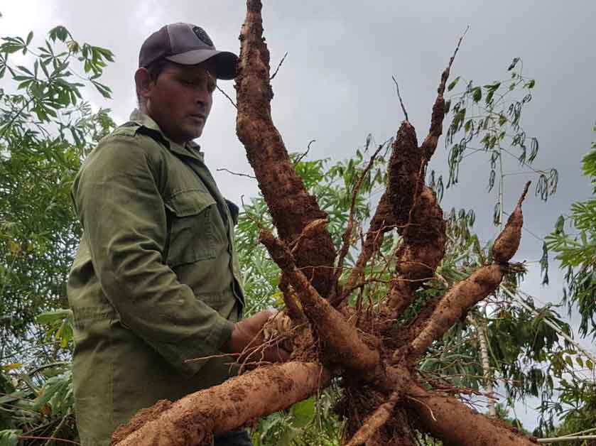 Finca integral de cultivos varios La Fe.