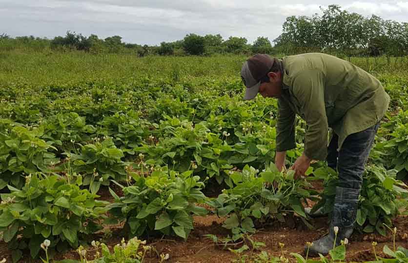 Finca integral de cultivos varios La Fe.