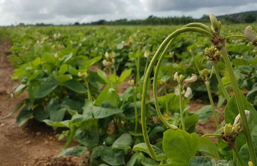 Finca integral de cultivos varios La Fe.