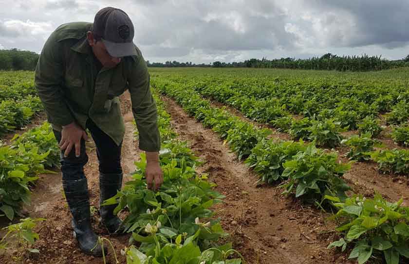 Finca integral de cultivos varios La Fe.
