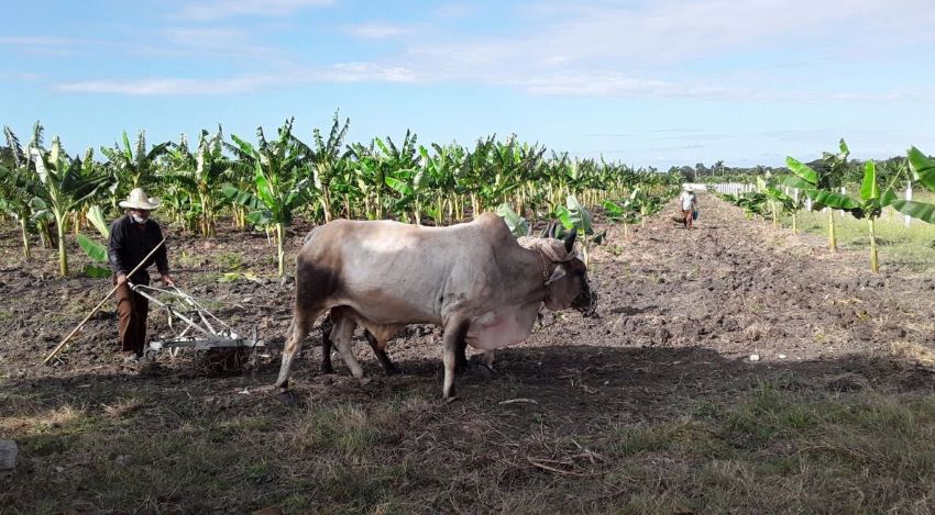 Majagual agricultura