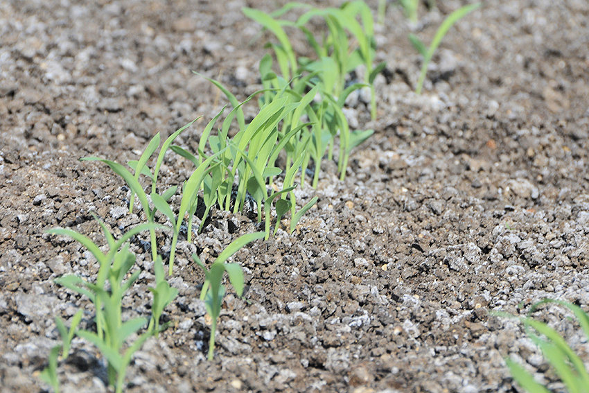 Mijo recién sembrado en la CPA Calixto Sarduy