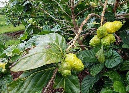 El Noni se hizo popular por sus propiedades medicinales.