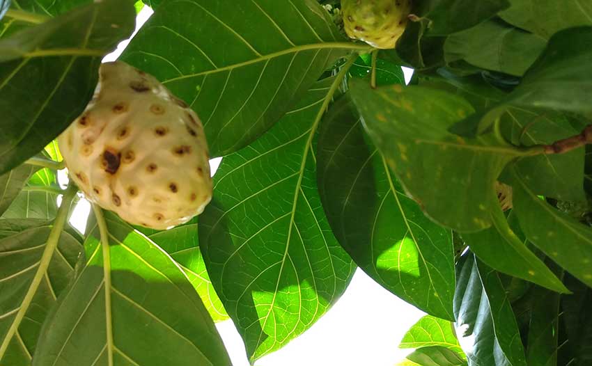 El Noni se hizo popular por sus propiedades medicinales.