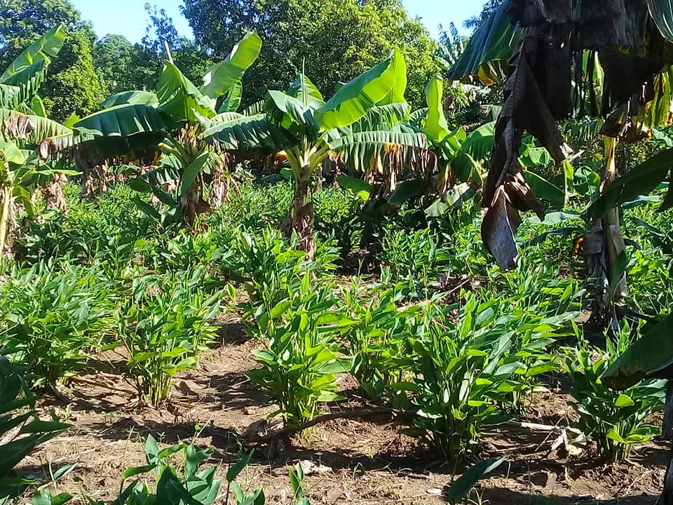 Sago growing is recommended to be interspersed with corn 