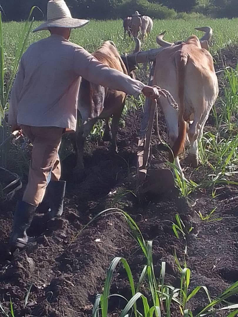 El uso de la tracción animal para labrar la tierra está entre las prácticas agroecológicas más difundidas.