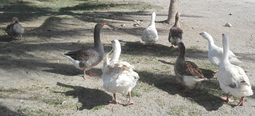 Geese in the Maniabo UBPC