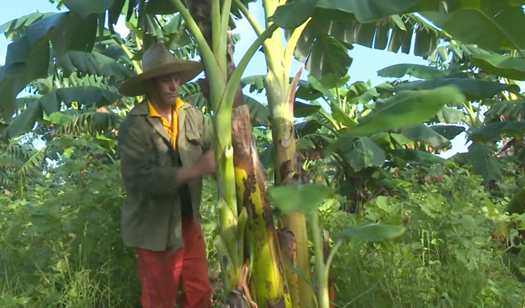 Usufruct farmer Yusbiel Silva from Majibacoa