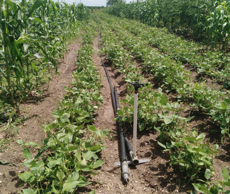 agricul manati acn las tunas