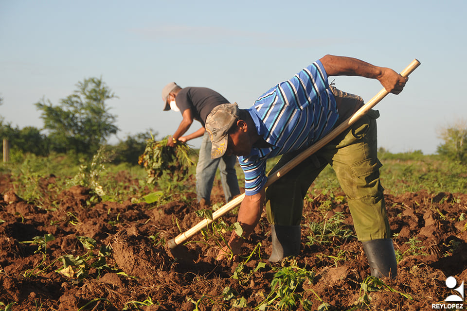 agricultura foto Rey 1