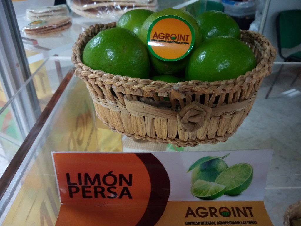 The Persian lemon is one of the exportable products in Las Tunas 