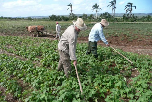 agropecuarios Primero de Mayo1