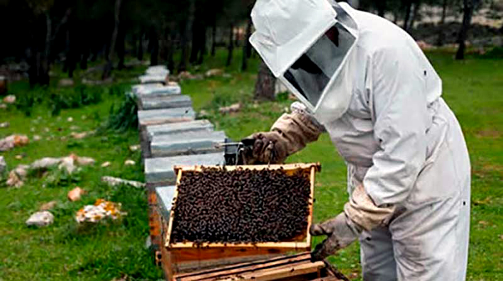 apicultores las tunas foto acn