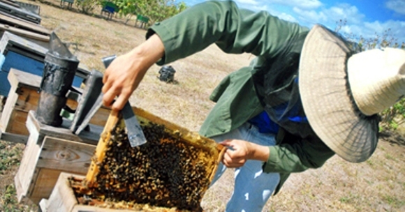 Beekeepers were advised not to castrate their hives  to preserve food for the bees, thus preventing damage caused by "Elsa". 