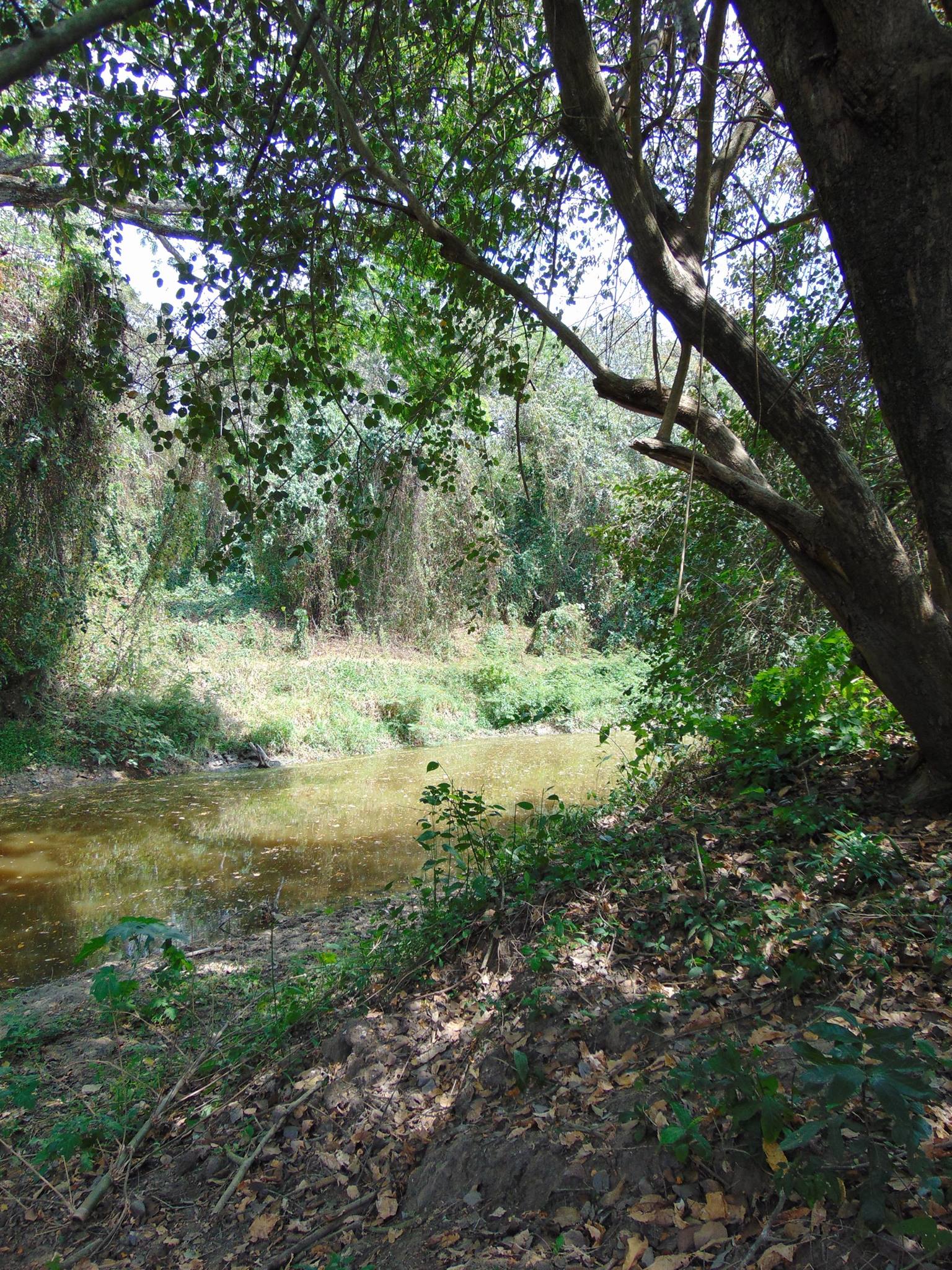 bosque repoblac forestal yaidel 2