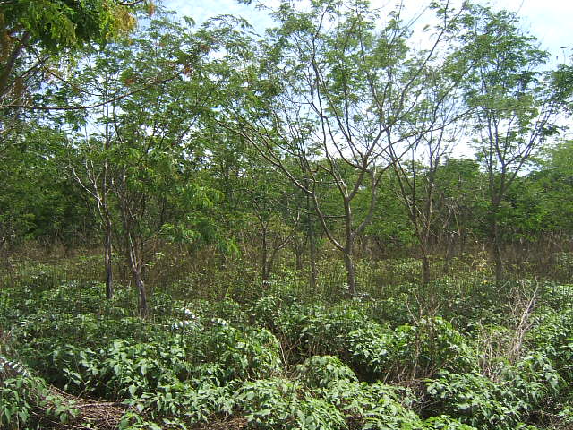 bosques yenima 1