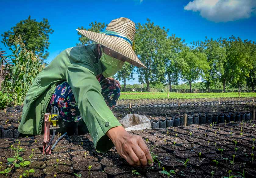 The cultivation of vegetables in the province of Las Tunas is supported by the use of bioproducts such as fertilizers