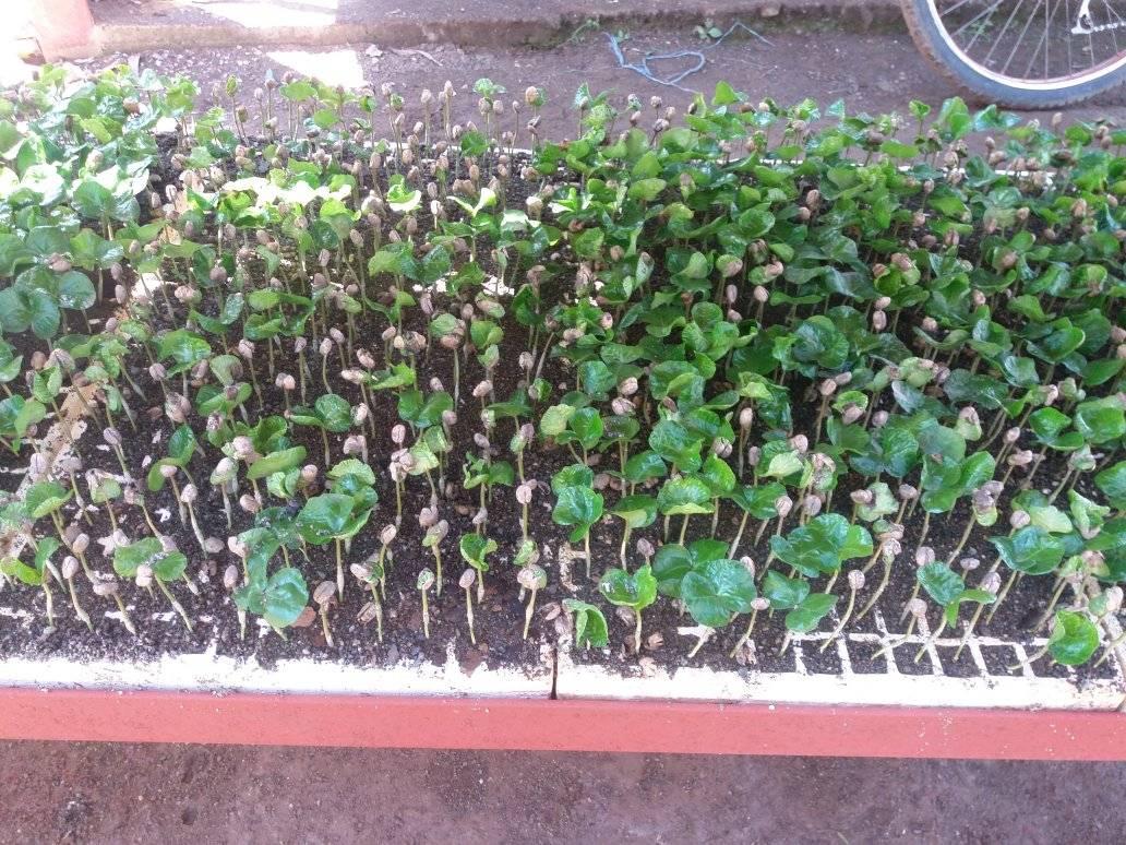 Las Tunas Agroforestry Company plans the sowing of 35 hectares of coffee