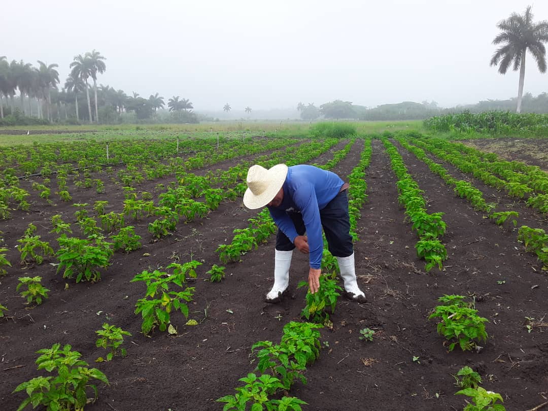 campesino Rosbely 1